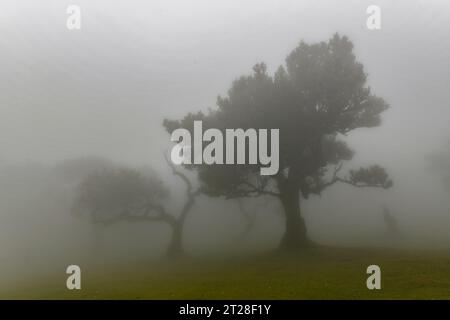 Arbres tordus dans le brouillard dans la forêt de Fanal sur l'île portugaise de Madère. Le brouillard s'installe à cette forêt de haute altitude et fait de la dramatique Banque D'Images