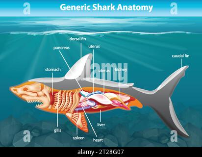 Une illustration détaillée de dessin animé de l'anatomie des requins dans un cadre sous-marin vibrant Illustration de Vecteur