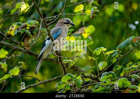 Un geai eurasien (Garrulus glandarius) dans un arbre dans la forêt du parc national des lacs de Plitvice, Croatie. Banque D'Images