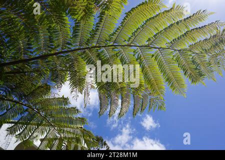Feuilles géantes de Cyathea cooperi (fougère australienne) contre ciel bleu et soleil Banque D'Images