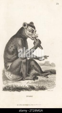 Indri ou babaktoto, Indri indri, en danger critique d'extinction. Indri, Lemur indri. D'après une illustration de Pierre Sonnerat. Gravure sur cuivre par James Heath, de George Shaw’s General Zoology : Mammalia, G. Kearsley, Fleet Street, Londres, 1800. Banque D'Images