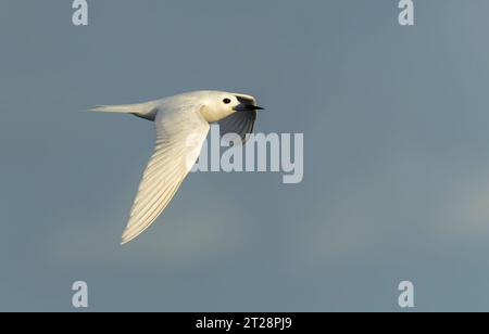 Indo-pacific White Tern (Gygis (alba) candida) en vol au large de l'île Norfolk, en Australie. Banque D'Images