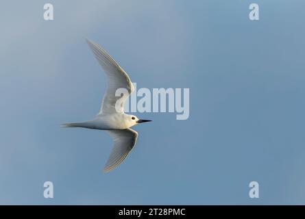 Indo-pacific White Tern (Gygis (alba) candida) en vol au large de l'île Norfolk, en Australie. Banque D'Images