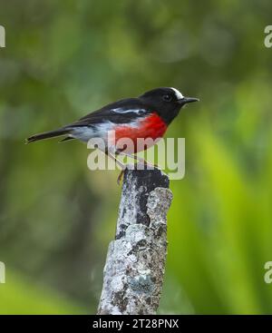 Robin masculine de Norfolk (Petroica multicolore) sur l'île Norfolk, Australie. Également connu sous le nom de robin de l'île Norfolk ou de robin de l'île Norfolk. Banque D'Images