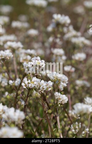 Scorbut commun Cochlearia officinalis plein de vitamine C pour traiter le scorbut au 17e siècle Banque D'Images