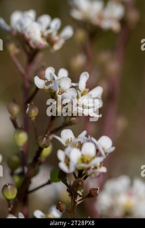 Scorbut commun Cochlearia officinalis plein de vitamine C pour traiter le scorbut au 17e siècle Banque D'Images