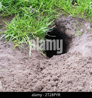 Trou de gopher fraîchement creusé dans le sol Banque D'Images