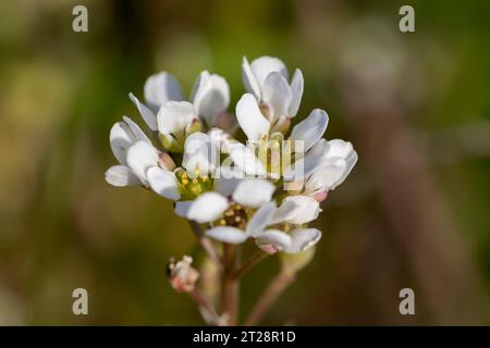 Scorbut commun Cochlearia officinalis plein de vitamine C pour traiter le scorbut au 17e siècle Banque D'Images