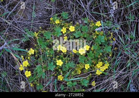 Fleurs jaunes de lapoptilla sur un fond naturel Banque D'Images