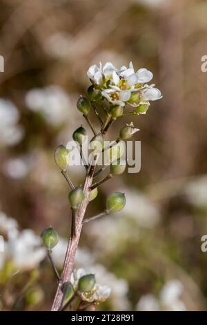 Scorbut commun Cochlearia officinalis plein de vitamine C pour traiter le scorbut au 17e siècle Banque D'Images