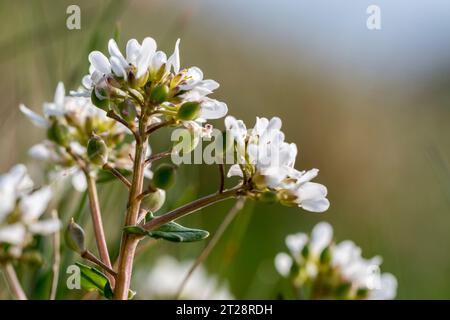 Scorbut commun Cochlearia officinalis plein de vitamine C pour traiter le scorbut au 17e siècle Banque D'Images