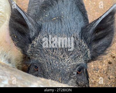 L'animal sanglier dans le parc semble droit Banque D'Images