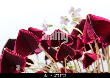 Belle fleur en fleurs oxalis triangularis Banque D'Images