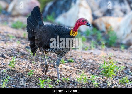 dindon de broussailles australien, dindon de broussailles australien ou gweela (Alectura lathami). Banque D'Images