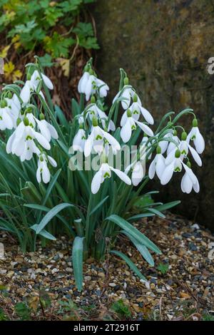 Galanthus Benton Magnet, chute de neige Benton Magnet, floraison à la fin de l'hiver/début du printemps Banque D'Images