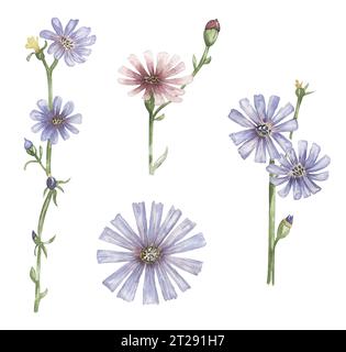 Aquarelle ensemble d'illustrations de fleurs sauvages, chicorée prairie florales clipart, florales médicales Banque D'Images