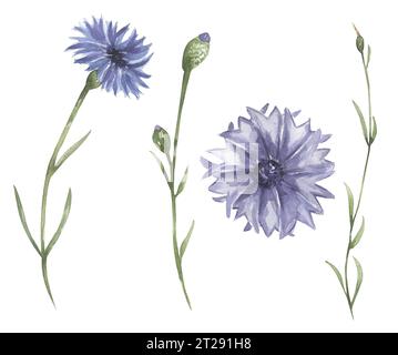 Aquarelle ensemble d'illustrations de fleurs sauvages, fleurs de prairie de bleuets clipart, fleurs médicales Banque D'Images