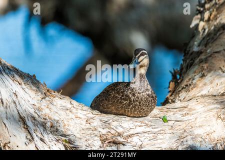 Le canard noir du Pacifique (Anas superciliosa) est un canard perçant que l'on trouve dans une grande partie de l'Indonésie, de la Nouvelle-Guinée, de l'Australie, de la Nouvelle-Zélande, sur un arbre. Banque D'Images