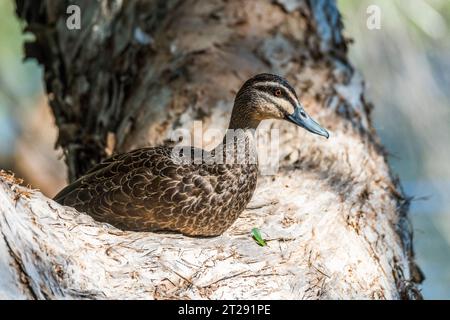 Le canard noir du Pacifique (Anas superciliosa) est un canard perçant que l'on trouve dans une grande partie de l'Indonésie, de la Nouvelle-Guinée, de l'Australie, de la Nouvelle-Zélande, sur un arbre. Banque D'Images