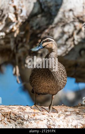 Le canard noir du Pacifique (Anas superciliosa) est un canard perçant que l'on trouve dans une grande partie de l'Indonésie, de la Nouvelle-Guinée, de l'Australie, de la Nouvelle-Zélande, sur un arbre. Banque D'Images