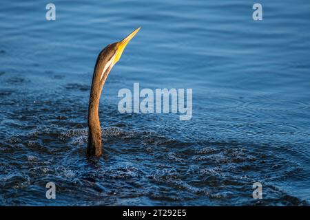 Dard australasien ou dard australien (Anhinga novaehollandiae). Banque D'Images