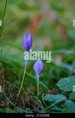 Paysage avec (Crocus heuffelianus, Crocus vernus) photographié un jour ensoleillé d'automne. Banque D'Images