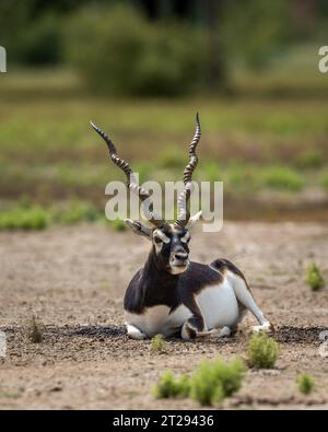 Gros blackbuck mâle sauvage à cornes ou antilope cervicapra ou antilope indienne assis dans velavadar blackbuck parc national gujrat inde asie Banque D'Images