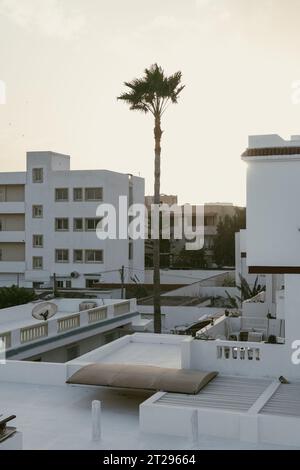 Lone Palm Tree - Sousse Banque D'Images