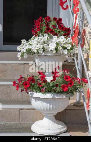 pétunias blanches et rouges dans des jardinières blanches dans les rues de la ville. Décorer l'entrée du magasin. Pots avec des fleurs sur les escaliers. Banque D'Images