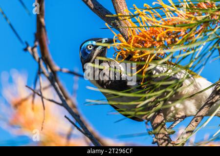 honeyeater à visage bleu (Entomyzon cyanotis), également connu sous le nom de bananabird, Banque D'Images