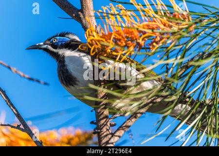 honeyeater à visage bleu (Entomyzon cyanotis), également connu sous le nom de bananabird, Banque D'Images