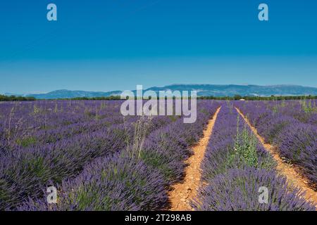 Champ de lavande à Valensole, Provence, France Banque D'Images