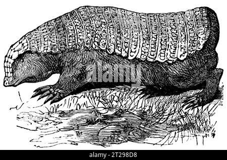 Chlamyphorus truncatus, illustration restaurée numériquement de 'l'Encyclopédie américaine condensée', publiée au 19e siècle. Banque D'Images