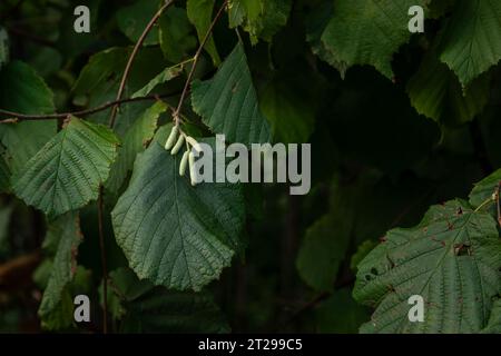 Petit noisetier immature (Corylus avellana) catkins et feuilles vertes au début d'octobre dans les bois près de Peterborough, Cambridgeshire, Angleterre Banque D'Images