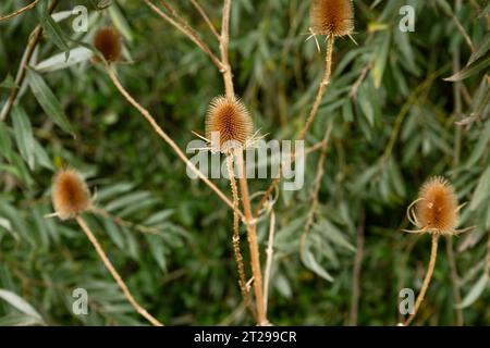 Une grappe de teasels (Dipsacus fullonum) en octobre Banque D'Images
