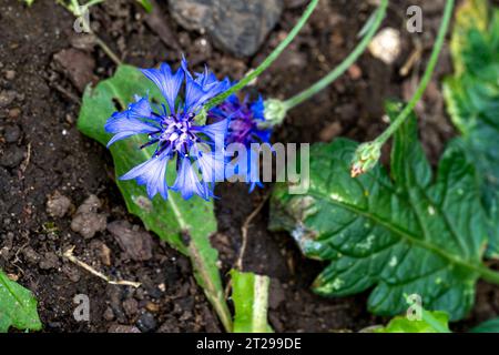 Gros plan de bleuet (Centaurea cyanus), fleurissant en été, Peterborough, Cambridgeshire, Angleterre Banque D'Images