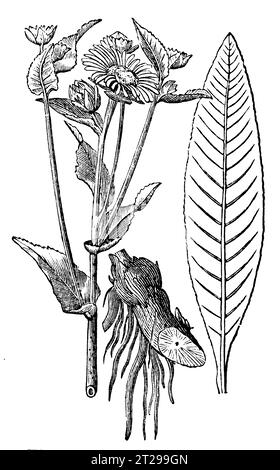 Restauré numériquement à partir de 'The Condensed American Encyclopedia' publié en 1882. Banque D'Images