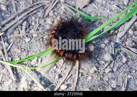 Chenille du papillon des renards (Macrothylacia rubi), septembre, Allemagne Banque D'Images