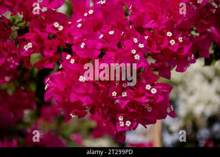 Bougainvilliers, aussi bougainville, bougainvillier, bougainvillier ou fleur triplet, El Gouna, Égypte Banque D'Images