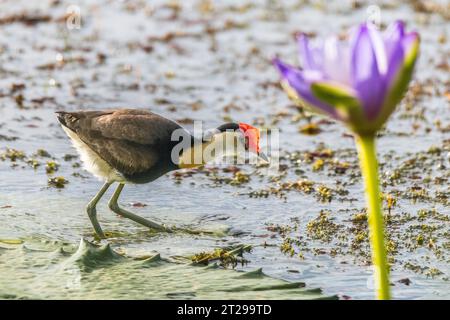 jacana à crête en peigne (Irediparra gallinacea), également connu sous le nom de lotussird ou lilytrotter, est la seule espèce de jacana du genre Irediparra Banque D'Images