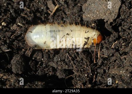 Larve de coléoptère européen (Amphimallon solstitiale), enterre elle-même dans le sol, Allgaeu, Bavière, Allemagne Banque D'Images