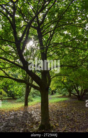 La lumière du soleil brille à travers les arbres et met en évidence les verts de leurs feuilles, les troncs projetant de longues ombres sur un sol jonché de feuilles tombées. Banque D'Images