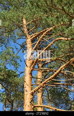 Conifères, pins (Pinus) à écorce fine et écailleuse, parc naturel de Suedheide, Lueneburg Heath, Basse-Saxe, Allemagne Banque D'Images