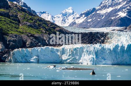 Margerie Glacier est un glacier de marée de 21 km de long situé dans Glacier Bay, Alaska, États-Unis, dans le parc national et réserve de Glacier Bay. Banque D'Images