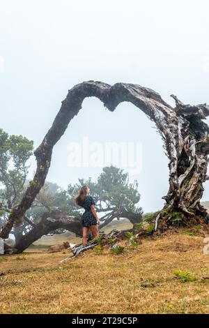 Forêt fanale avec brouillard à Madère, Laurier millénaires, une jeune femme dans la voûte d'un arbre tombé Banque D'Images