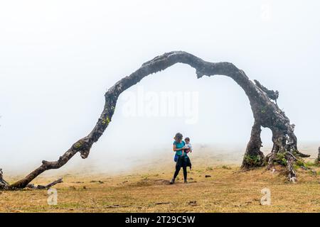 Forêt fanale avec brouillard à Madère, Laurier millénaires, mère dans la voûte d'un arbre Banque D'Images