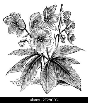 Helleborus niger, restauré numériquement à partir de 'The Condensed American Encyclopedia' publié en 1882. Banque D'Images