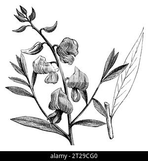 Crotalaria juncea, restauré numériquement à partir de 'The Condensed American Encyclopedia' publié en 1882. Banque D'Images