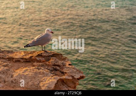 Une mouette au coucher du soleil sur la plage de Cala Comte sur l'île d'Ibiza. Baléares Banque D'Images