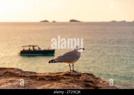 Une mouette au coucher du soleil sur la plage de Cala Comte sur l'île d'Ibiza. Baléares Banque D'Images